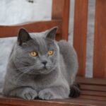 Race de Chat : Chartreux