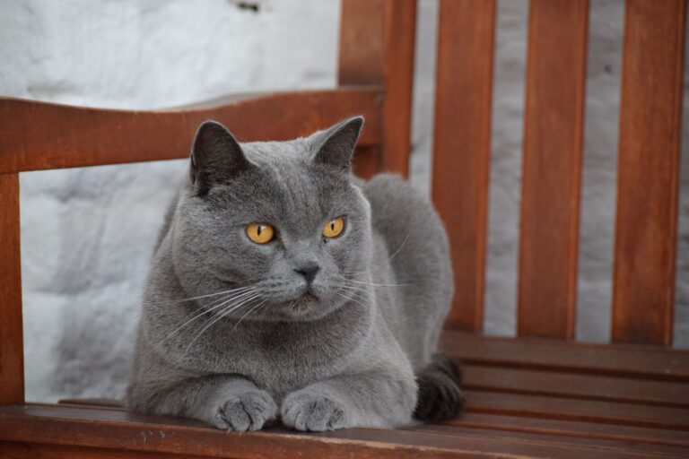 Chartreux