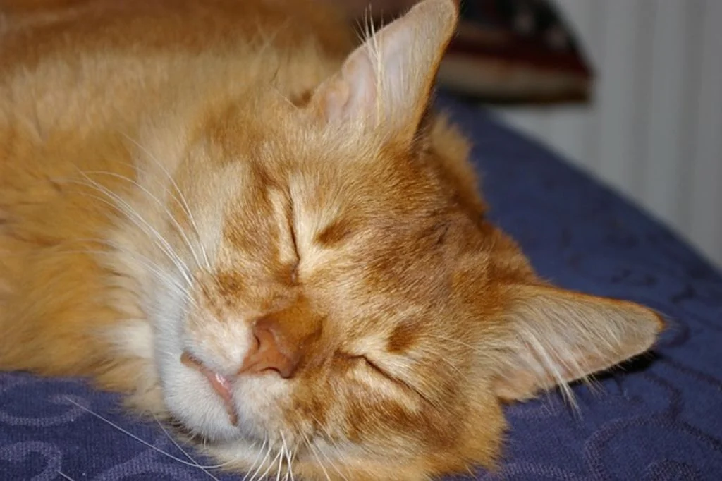 Chat Somali qui dort
