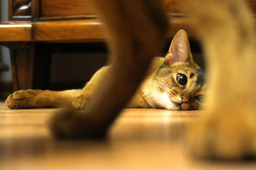 Chat de race Somali