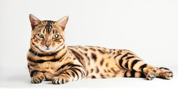 Bengal