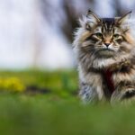 Chat sibérien
