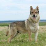 Race de chien : Chien-loup tchèque