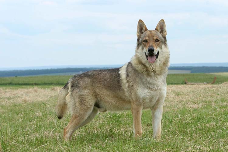 Chien-loup tchécoslovaque
