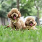 Chiens Caniche