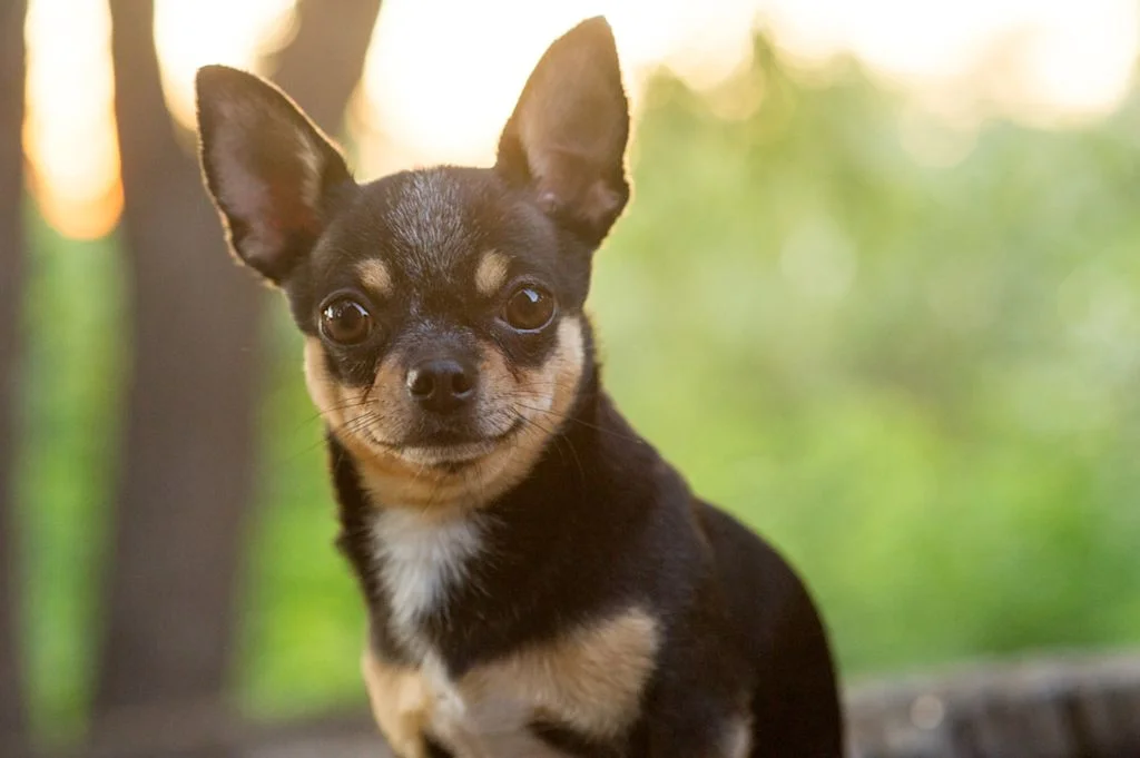 Chihuahua à poils courts