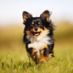 Race de chien : Chihuahua