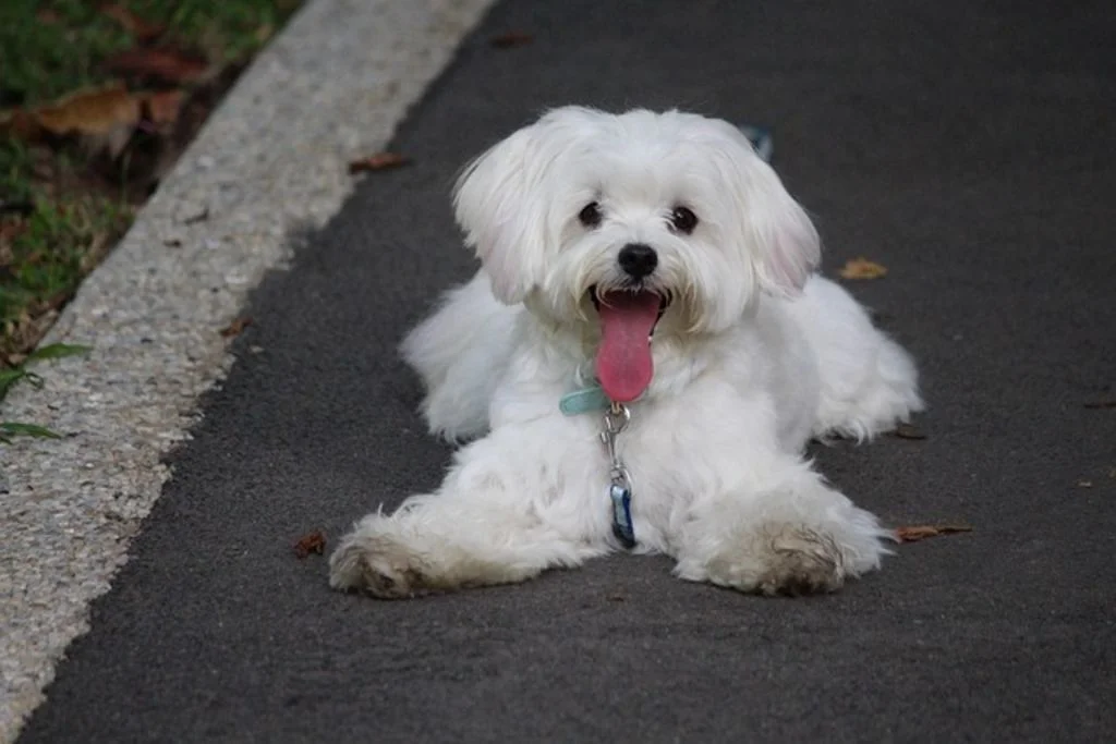 Chiot bichon maltais