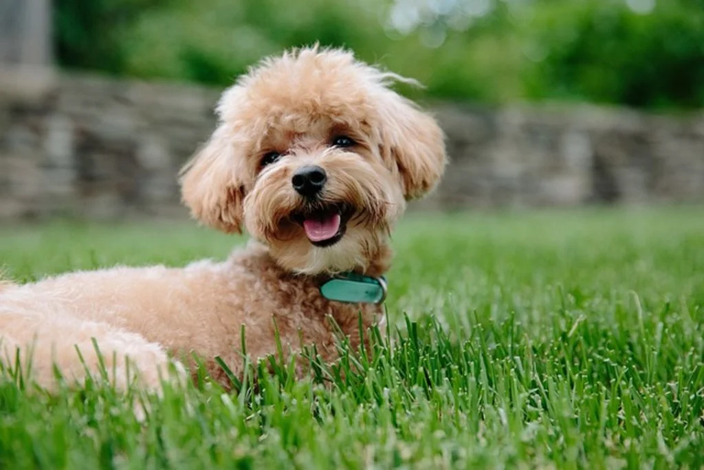 Chiot caniche