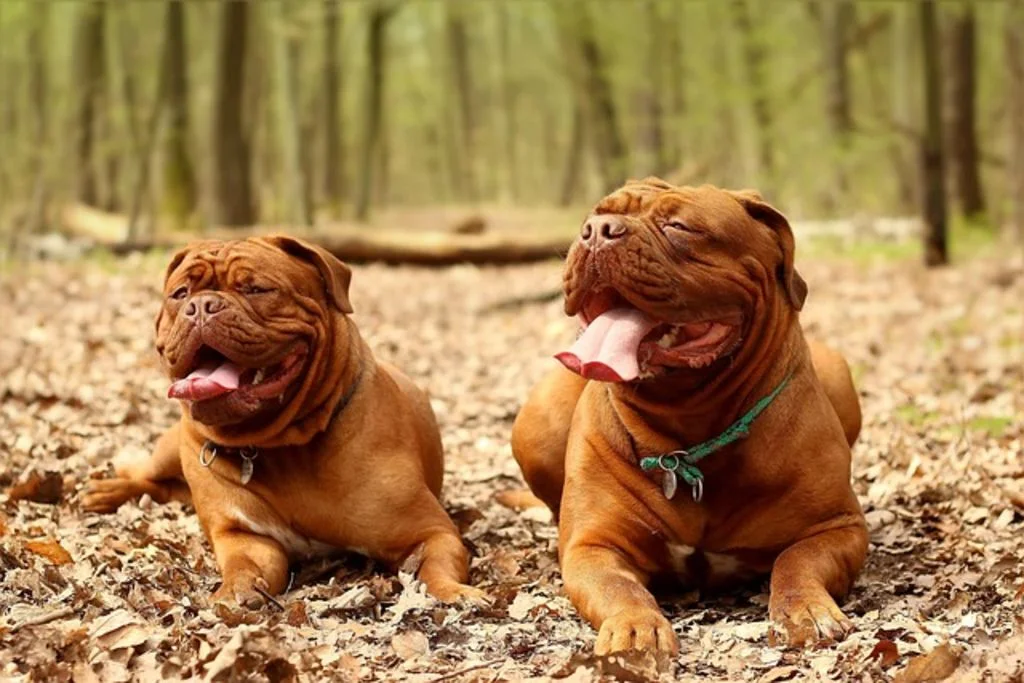 Dogue de Bordeaux allongé