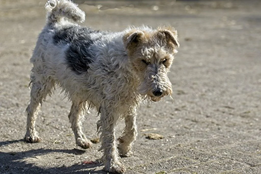 Fox terrier adulte