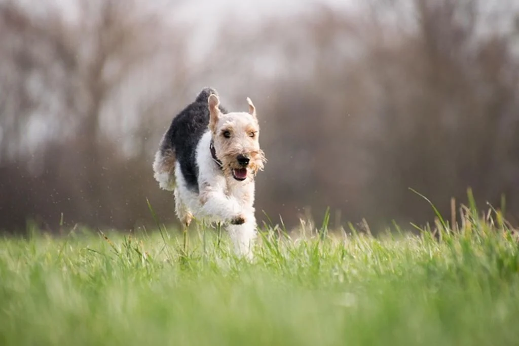 Fox terrier qui court