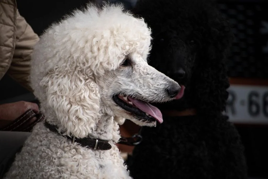 Grand caniche