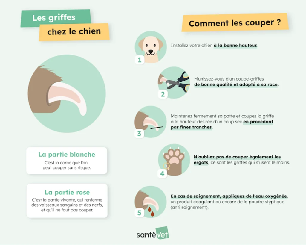 Infographie-Les Griffes Chez le Chien