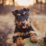 Race de chien : Jagdterrier