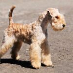 Race de chien : Lakeland terrier