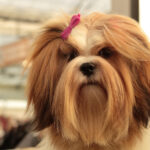 Lhassa Apso