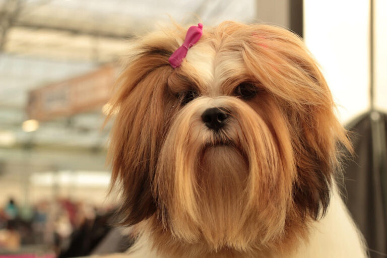 Lhassa-apso