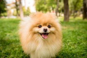 Spitz nain allemand (Loulou de poméranie)
