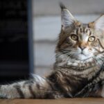 Maine Coon | SantéVet