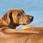 Race de chien : Rhodesian Ridgeback