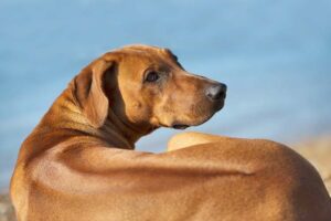 Rhodesian ridgeback