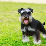 Race de chien : Schnauzer