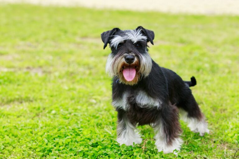 Schnauzer