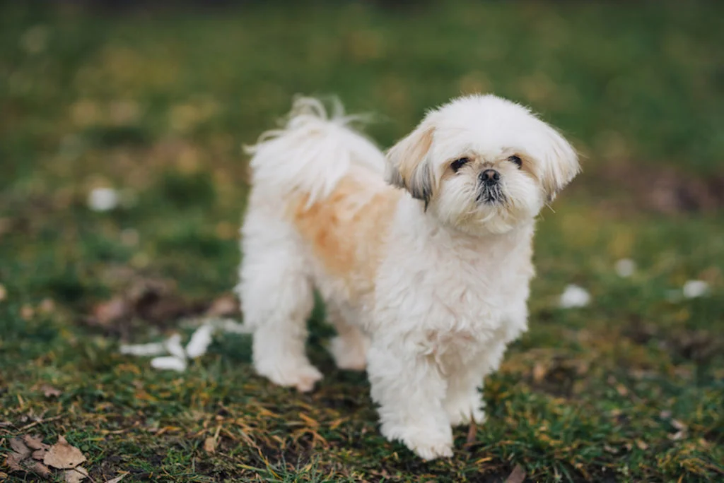 Shih Tzu exterieur