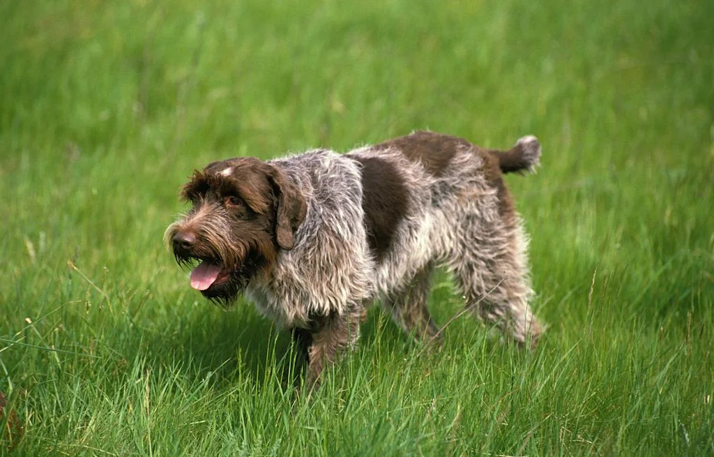 chien de race griffon korthals