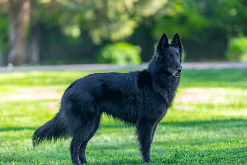 berger belge groenendael