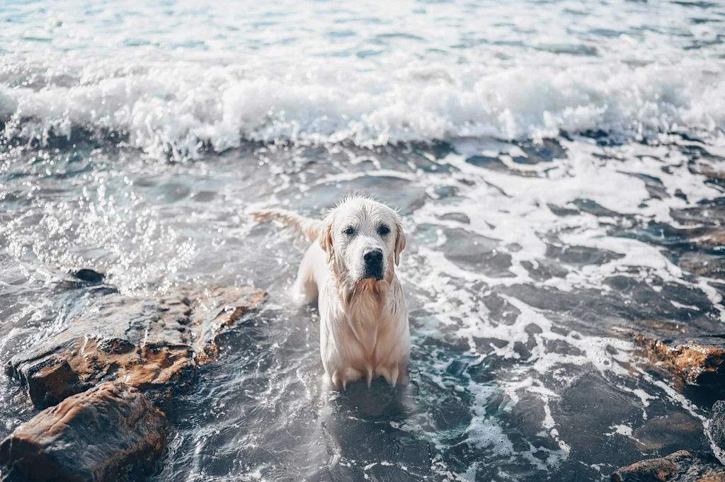 labrador retriever mouille