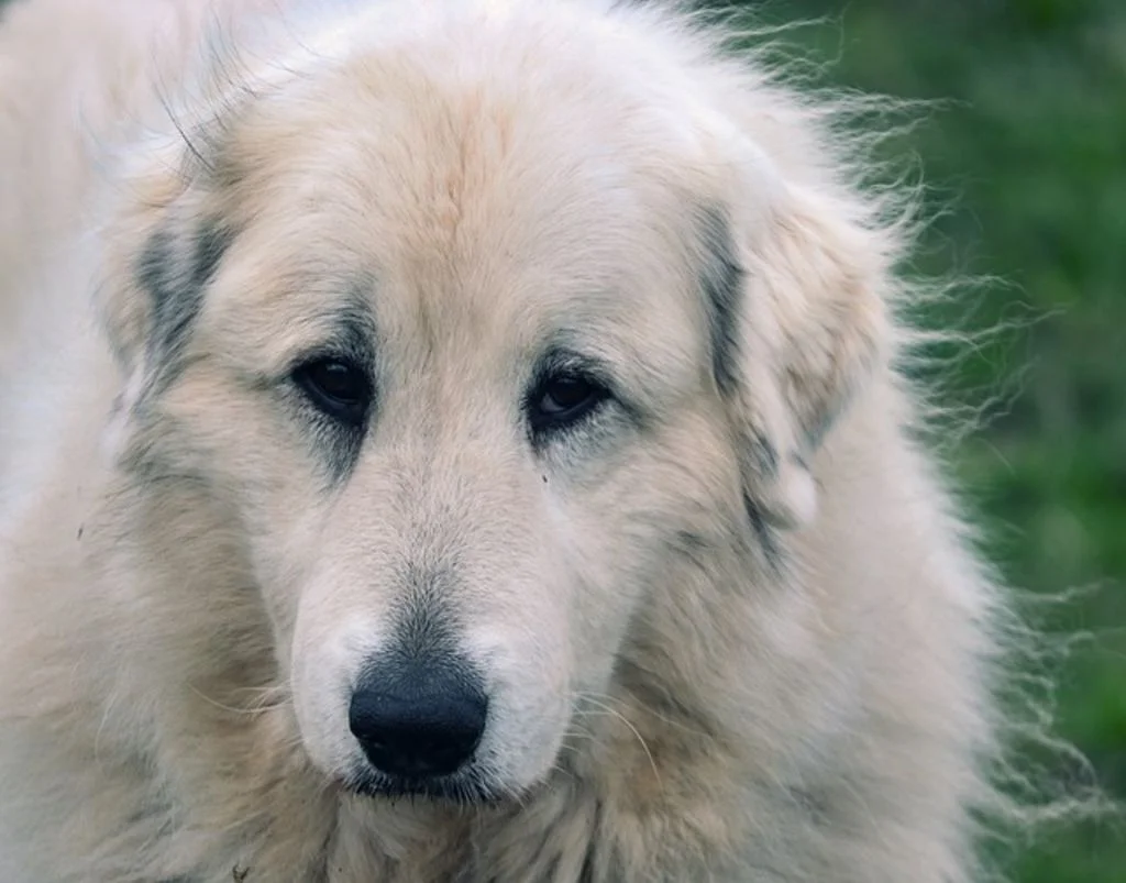 chien patou