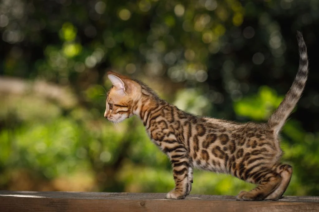 chaton bengal
