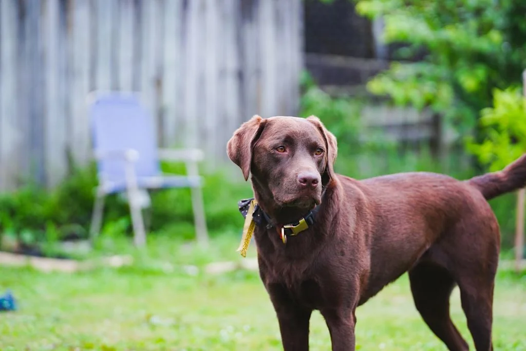 labrador retriever chocolat