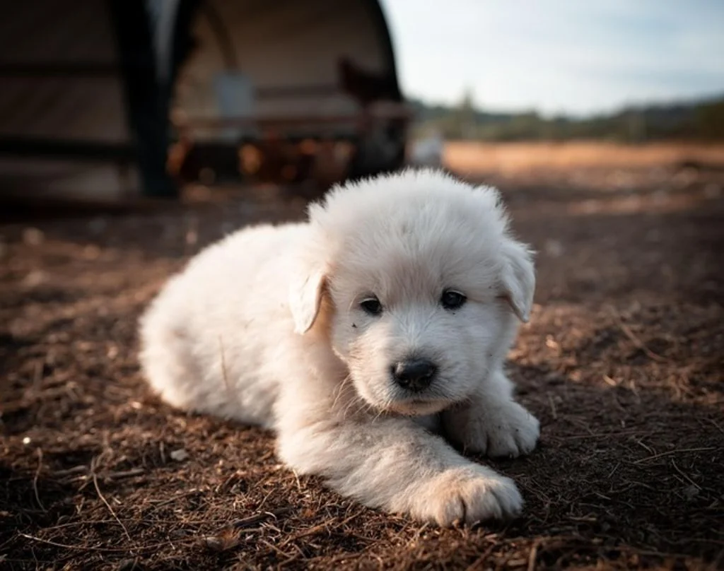 chiot patou