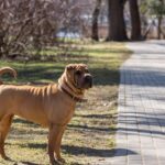 sharpei fauve