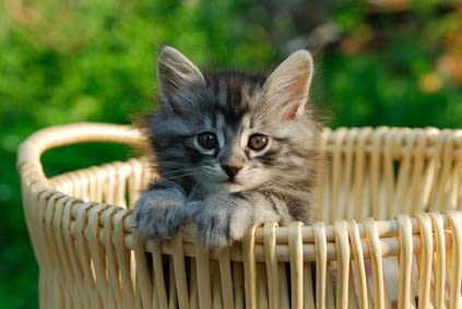 Chaton : un accueil en douceur