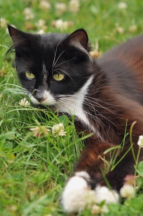 Affections bactériennes chez le chat : la prévention par les vaccins