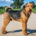 Race de Chien : Airedale terrier