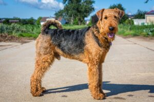 Airedale terrier