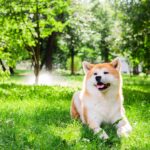 akita inu couche