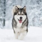 Race de chien : Alaskan malamute
