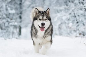 Alaskan malamute
