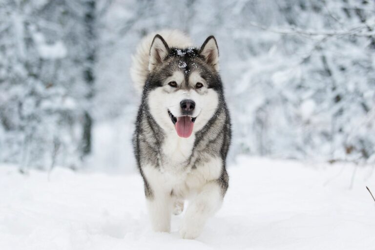 Alaskan malamute