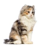 Race de Chat : American curl