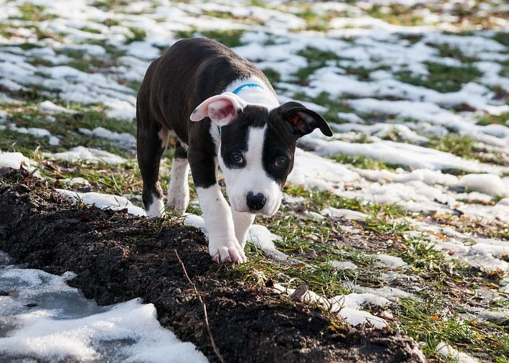 american staffordshire terrier chiot