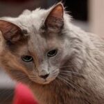 Race de Chat : Angora turc