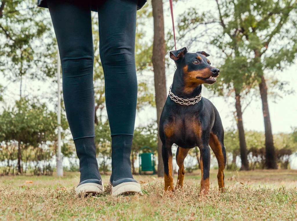 pinscher allemand et son maitre