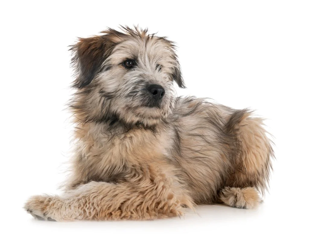 chiot berger des pyrenees